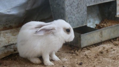 Baygın halde bulunan yaban tavşanı su i&ccedil;tikten sonra doğaya ka&ccedil;tı