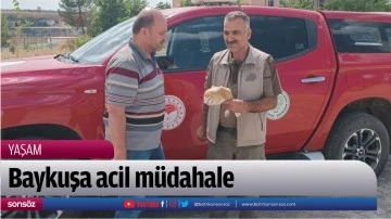 Baykuşa acil m&uuml;dahale