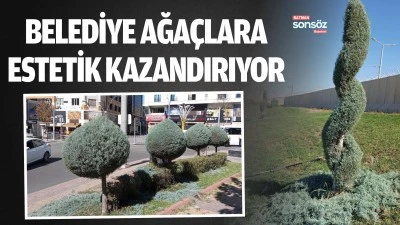 Belediye ağa&ccedil;lara estetik kazandırıyor