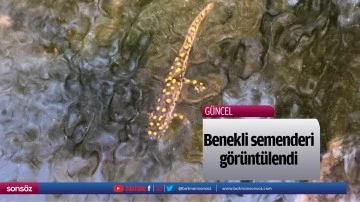 Benekli semenderi g&ouml;r&uuml;nt&uuml;lendi