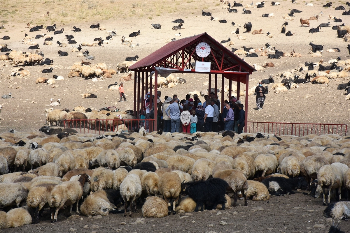 Berivanlar i&ccedil;in yaylada Sağım Merkezi kuruldu