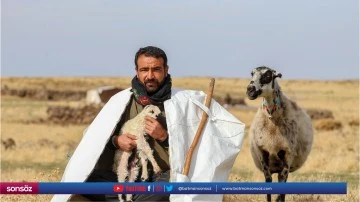 Besiciler d&ouml;n&uuml;ş yolculuğunu erteleyince kuzular yaylada doğdu
