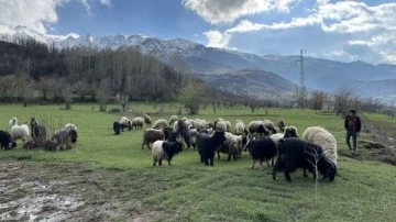 besiciler hayvanlarını meralara &ccedil;ıkarıyor
