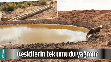 BESİCİLERİN TEK UMUDU YAĞMUR
