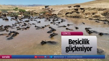 Besicilik g&uuml;&ccedil;leniyor