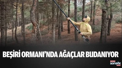 Beşiri Ormanı&rsquo;nda ağa&ccedil;lar budanıyor