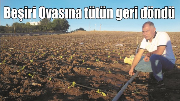 BEŞİRİ OVASINA T&Uuml;T&Uuml;N GERİ D&Ouml;ND&Uuml;