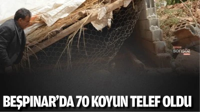 Beşpınar&rsquo;da 70 koyun telef oldu