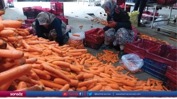 Beypazarı'nda havu&ccedil; hasadı s&uuml;r&uuml;yor