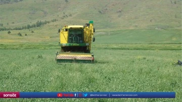 Bezelye hasadı devam ediyor