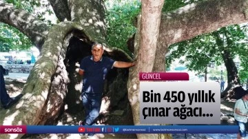 Bin 450 yıllık &ccedil;ınar ağacı&hellip;