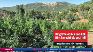 Bing&ouml;l'de 40 bin 660 k&ouml;k Hint keneviri ele ge&ccedil;irildi