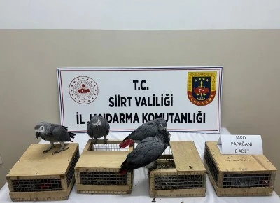 Bir ara&ccedil;ta 8 papağan ele ge&ccedil;irildi