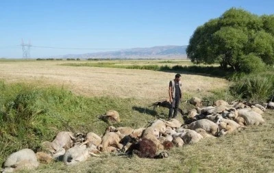 Birbirini ezen yaklaşık 150 koyun telef oldu