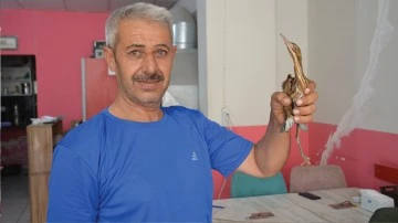 Bitkin bulunan balaban kuşu koruma altına alındı