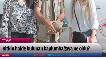 Bitkin halde bulunan kaplumbağaya ne oldu?