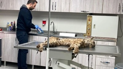 Bitkin halde bulunan vaşak tedaviye alındı