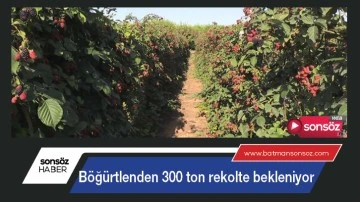 B&ouml;ğ&uuml;rtlenden 300 ton rekolte bekleniyor