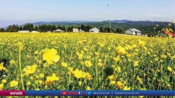 Bolu'da yaylalar &ccedil;i&ccedil;ek bah&ccedil;esine d&ouml;nd&uuml;