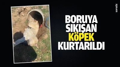 Boruya sıkışan k&ouml;pek kurtarıldı