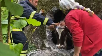 Boş su deposuna d&uuml;şen inek kurtarıldı