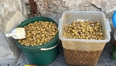 Bozulmuş zeytin ele ge&ccedil;irildi