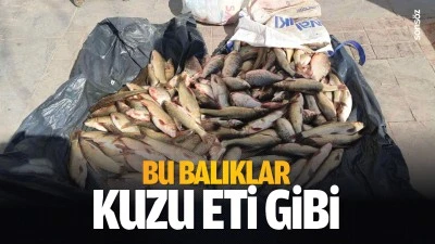 Bu balıklar kuzu eti gibi&hellip;