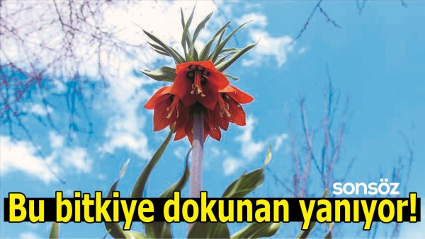 BU BİTKİYE DOKUNAN YANIYOR!