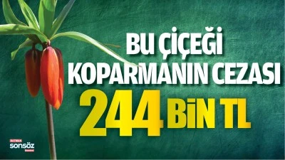 Bu &ccedil;i&ccedil;eği koparmanın cezası 244 bin lira!