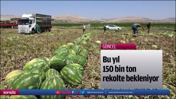 Bu yıl 150 bin ton rekolte bekleniyor