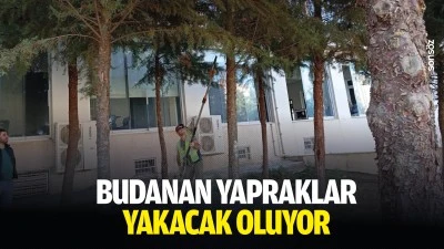 Budanan yapraklar, yakacak oluyor