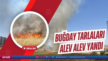 Buğday tarlaları alev alev yandı