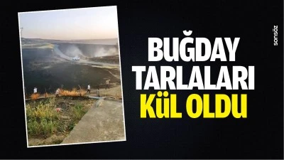 Buğday tarlaları k&uuml;l oldu
