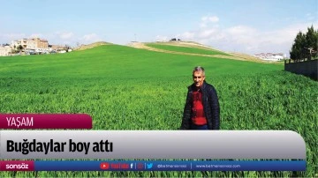 Buğdaylar boy attı