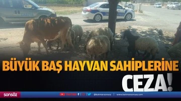 B&uuml;y&uuml;k baş hayvan sahiplerine ceza!