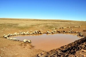B&uuml;y&uuml;kşehir Belediyesinin yaptığı g&ouml;let 7 bin hayvanın i&ccedil;me suyunu karşıladı