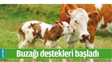 BUZAĞI DESTEKLERİ BAŞLADI