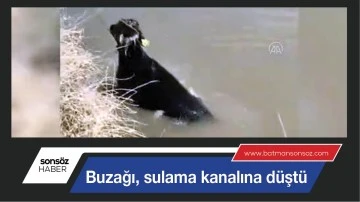 Buzağı, sulama kanalına d&uuml;şt&uuml;