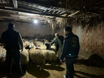 &Ccedil;alınan hayvan s&uuml;r&uuml;s&uuml;n&uuml; jandarma buldu