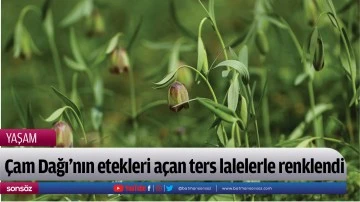 &Ccedil;am Dağı'nın etekleri a&ccedil;an ters lalelerle renklendi