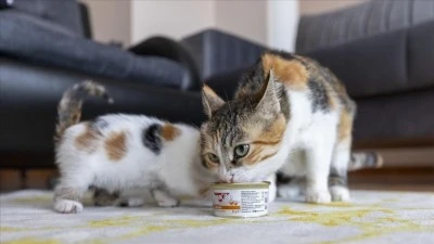 Camide doğan kediler b&uuml;y&uuml;yor