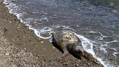 &Ccedil;anakkale'de &ouml;l&uuml; caretta caretta sahile vurdu