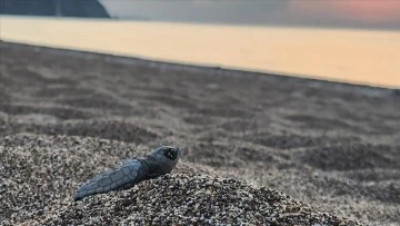 Caretta caretta yavruları denizle buluştu