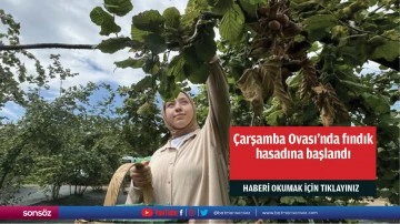 &Ccedil;arşamba Ovası&rsquo;nda fındık hasadına başlandı