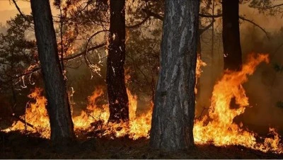 &Ccedil;atalca'da ormanlık alanda &ccedil;ıkan yangın s&ouml;nd&uuml;r&uuml;ld&uuml;