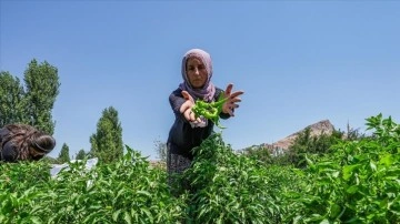 &Ccedil;ermik Biberi ve Doğal G&uuml;zellikleri İle &Ccedil;ermik&rsquo;te Yaz Keyfi