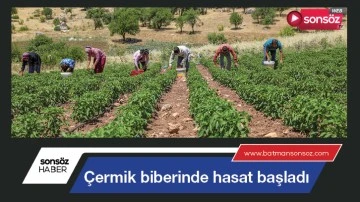 &Ccedil;ermik biberinde hasat başladı