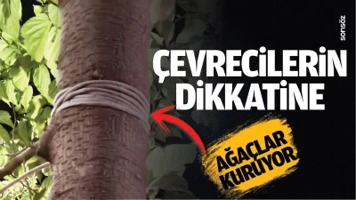 &Ccedil;evrecilerin dikkatine: Ağa&ccedil;lar kuruyor