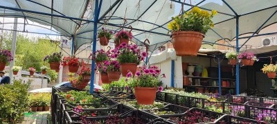 &Ccedil;i&ccedil;ek satışları arttı