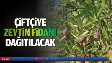 &Ccedil;ift&ccedil;iye zeytin fidanı dağıtılacak